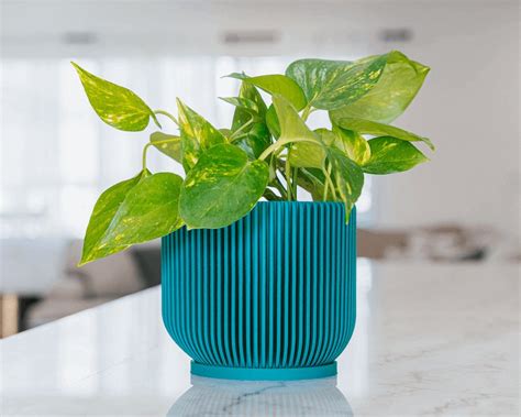 The Best Pots for Indoor Plants [2024]