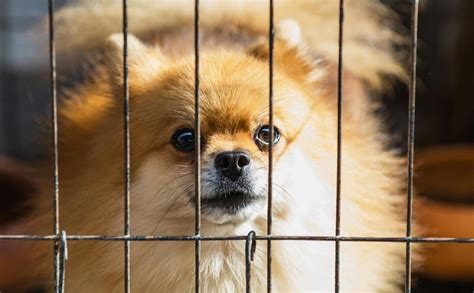 Long-coated Brown Puppy Inside Cage · Free Stock Photo