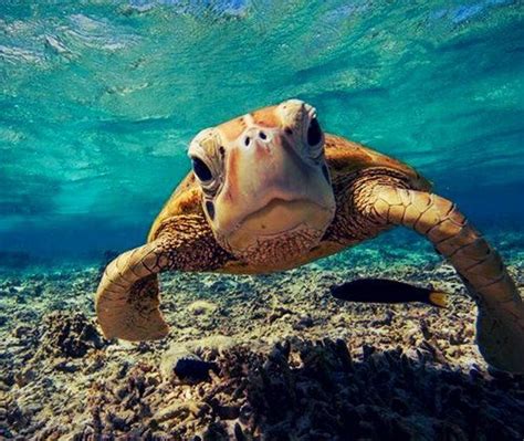 Beach Cute Endangered Fish Ocean Photography Sea Turtle Summer