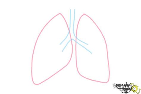 How to Draw Lungs - DrawingNow