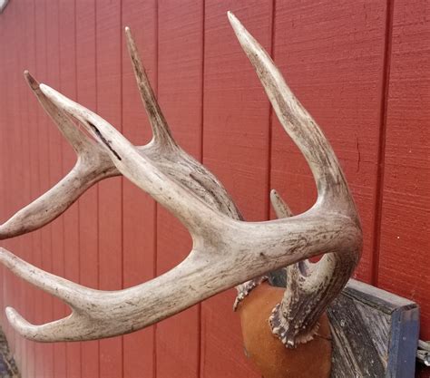 Large Set Of Professionally Mounted White Tail Deer Antlers Etsyde