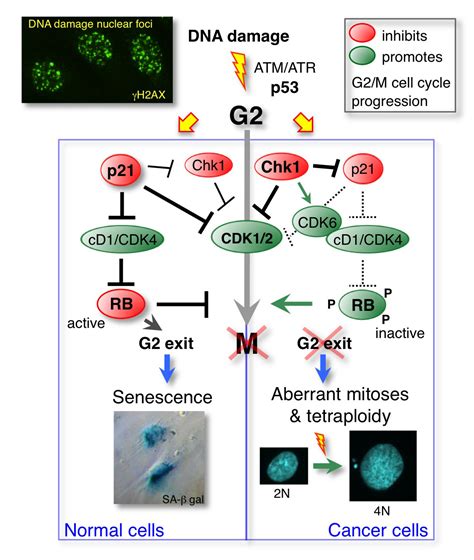 Reciprocal Regulation Of P And Chk Controls The Cyclin D Rb Pathway