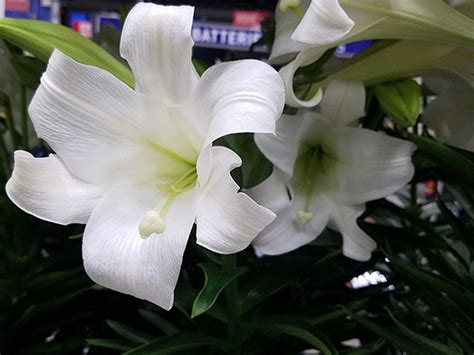 White Lily Flower Biblical Meaning Best Flower Site