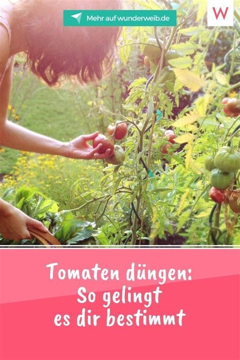 Tomaten düngen So gelingt es dir bestimmt Gesunde ernährung plan