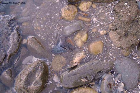 Fossil Shark Tooth Identification For Calvert Cliffs Of Maryland