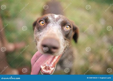 Cute Smiling Dog Stock Image Image Of Smiling Cheerful 50818633