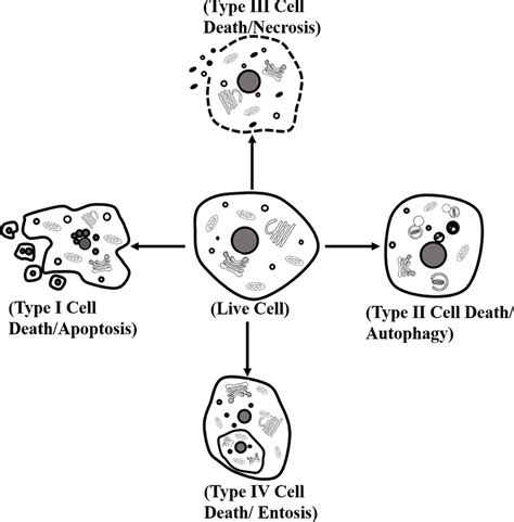 Apoptosis Pathway Diagram