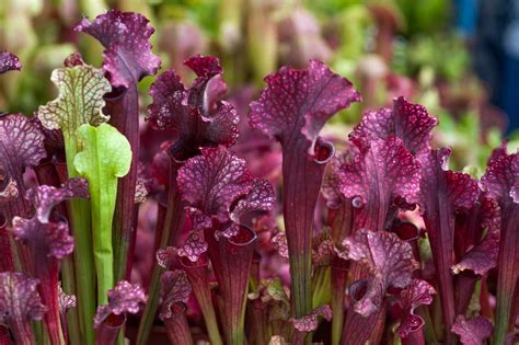 Pitcher Plant Flower