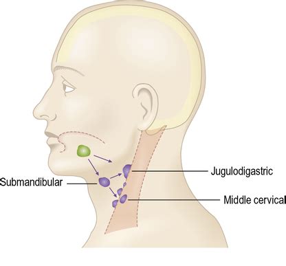 Submandibular lymph nodes - mywebapo