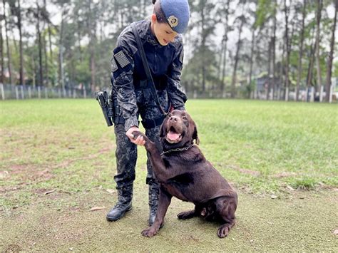 Cães policiais se destacam pelo desempenho e grandes apreensões em