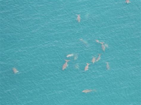 Heng Wei Khang - Mapping Dugong Habitat and Understanding Dugong ...