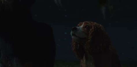 Фото: Леди и Бродяга / Скриншот фильма «Леди и Бродяга» (2019) #3439879