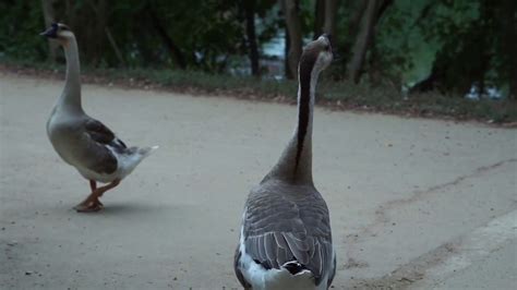 Geese Austin