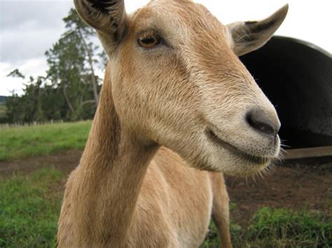 Bl Goat Photograph By Helen Bowman