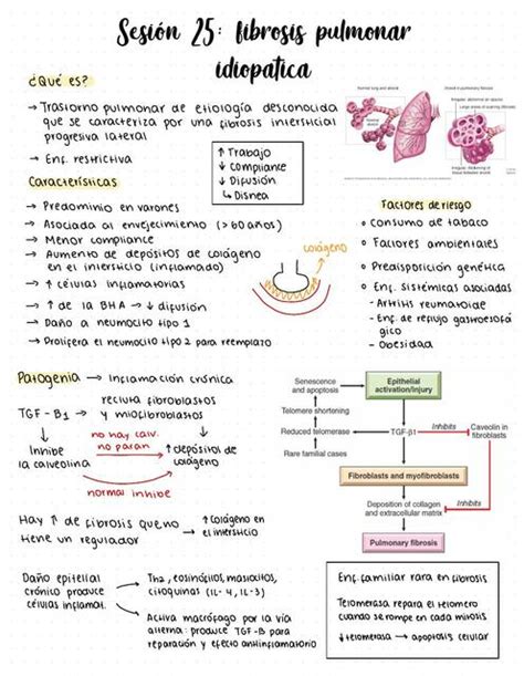 Fibrosis Pulmonar Idiop Tica Alessandra Bereche Udocz