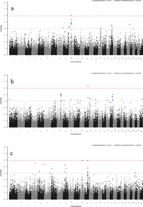 A Manhattan Plot For Log 10 P Values Of SNP Effects For Dermatitis