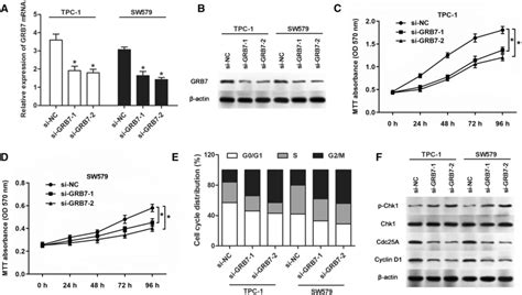 Effects Of Grb7 Knockdown On Tc Cell Proliferation And Cell Cycle