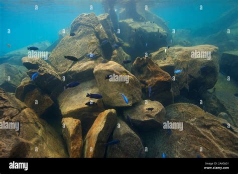 Cichlids (Cichlidae) in Lake Malawi, Malawi, November. Photographed for ...