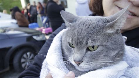 Ribeir O Pires J Realizou Castra Es Gratuitas De C Es E Gatos