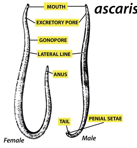 Ascaris Lumbricoides Male And Female