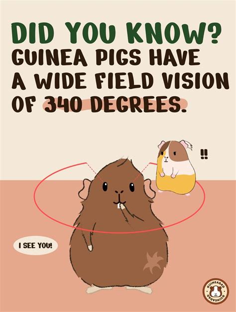 10 Fascinating Guinea Pig Facts You Didnt Know Guineadad Guinea