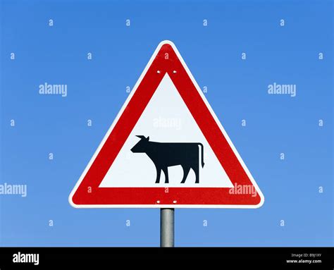 Warning Sign Cows Sign Traffic Sign Traffic Signs Advice Respect