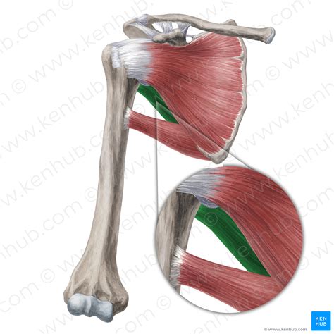 Teres minor muscle (#20000) – Kenhub Image License Store