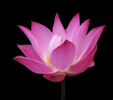 Lotus Free Photo Download Freeimages