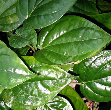 How to grow betel leaf plant | Growing Betel Leaf (Paan) - Naturebring