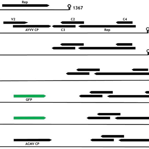 Linear Representation Of The Replicating Gene Constructs With The Known