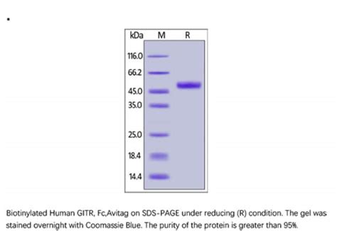 Acrobiosystemsacrobiosystems Biotinylated Human Gitr Tnfrsf Protein