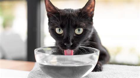 Cómo Hacer Que Mi Gato Beba Más Agua Consejos Prácticos FactoryDrip