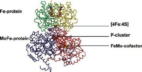 Complex Of The Nitrogenase Proteins Fe Protein And MoFe Protein