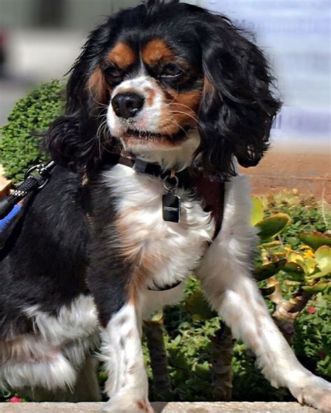 Cavalier King Charles Spaniel Tricolor Cavalier King Charles Spaniel ...