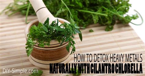 How To Detox Heavy Metals Naturally With Cilantro And Chlorella Herbs For Health Natural