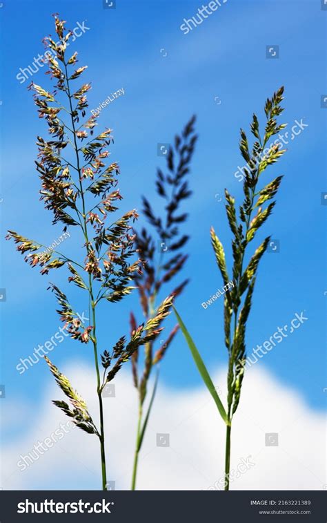 21 Tuber Oat Grass 图片、库存照片和矢量图 Shutterstock