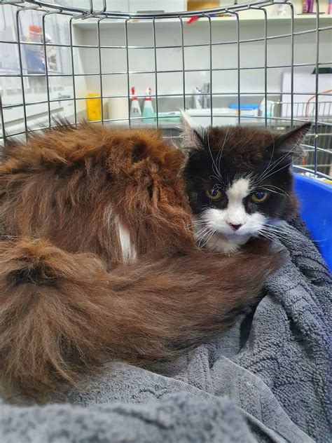 Found: DLH Cat in Cheltenham - Southern Animal Health