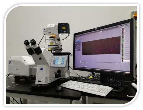 激光扫描共聚焦显微镜 微生物技术国家重点实验室