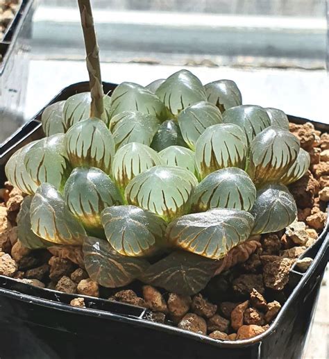 The Haworthia Cooperi Is One Of The Most Unique Plants Out There Known