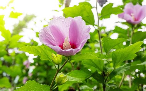 Premium Photo Korean National Flower In The Name Rose Of Sharon Or