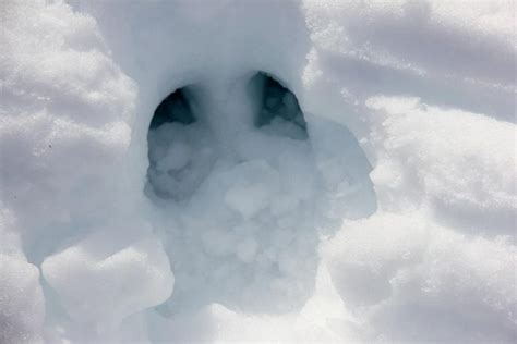 Animal Tracks In The Snow In Western Maine