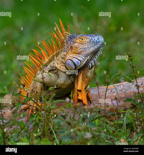 Faune Sauvage Accouplement Banque De Photographies Et Dimages à Haute Résolution Alamy