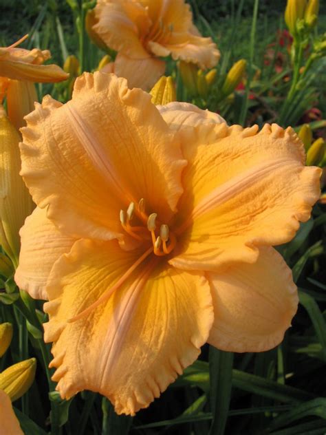 Daylily Varieties | Daylily Photos | HGTV