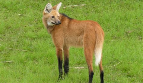 Guarás da Hora do Lobo do Santuário do Caraça ganham ajuda para