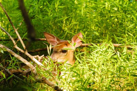 Whitetail Deer Fawn | Focal World