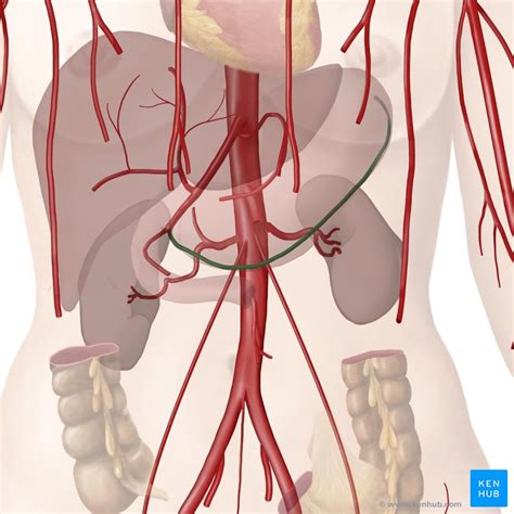 Gastroepiploic Arteries Anatomy Branches Supply Kenhub