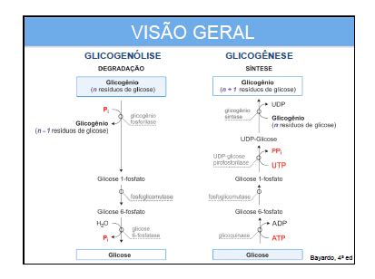 Gliconeogenese E Glicogenolise