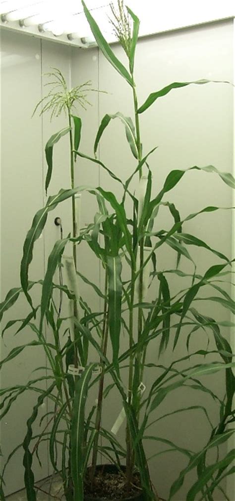 Corn/Teosinte Pictures : USDA ARS