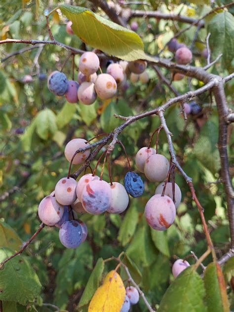 Prunus Mexicana