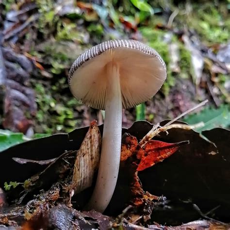 Amanita colombiana Guía general de Macrohongos de Costa Rica